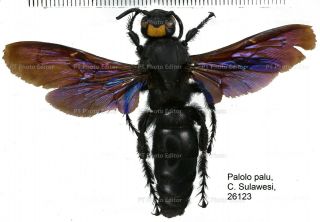 Megascolia Sp.  - Hymenoptera From Palolo Palu,  Central Sulawesi,  Indonesia