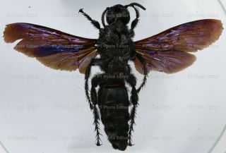 Megascolia sp.  - Hymenoptera from Palolo palu,  Central Sulawesi,  Indonesia 2