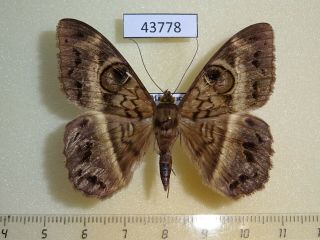 Noctuidae Cyligramma Magus Madagascar