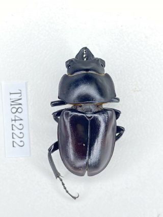 Tm84222 Lucanidae Neolucanus Ssp 32mm Hainan Is