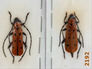 Cerambycidae: Rosalia Laeta A1,  2 Pc