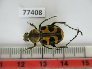 77408 Cetoniidae: Epitrichius Australis.  Vietnam Central