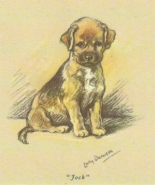 Border Terrier Puppy - Matted Dog Print - Lucy Dawson