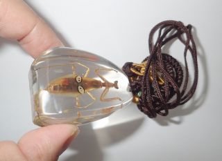 Insect Large Necklace Pointy Eye Mantis Creobroter Sp.  Specimen Sd12 Clear