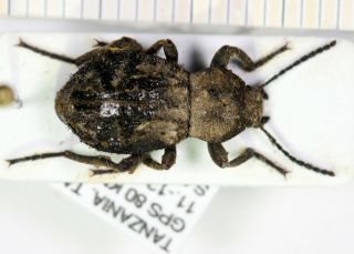 Tenebrionidae Tanzania Ii
