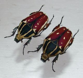 Mecynorrhina Ugandensis,  Female A 54 Mm,  Female A 54 Mm