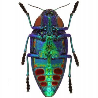 Polybothris Sumptuosa Gemma One Real Blue Green Jewel Beetle Packaged Madagascar