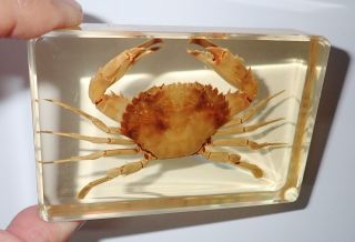 Red - Spotted Swimming Crab Specimen In 87x57x21 Mm Amber Clear Block