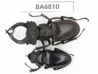 Beetle.  Lucanus Sp.  Yunnan,  Jinping County.  1p.  Ba6810.