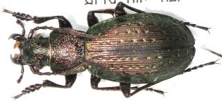 2.  Carabidae - Carabus (neoplesius) Wagae Ssp.  Alboequs…male