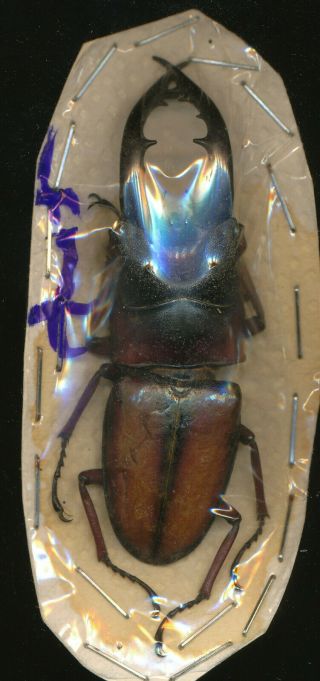 A Prosopocoilus Mirabilis Lucanidae From Tanzania