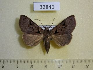 32846p Noctuidae Sp.  Madagascar