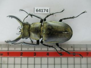 64174 Lucanidae: Lucanus tibetanus katsurai.  Vietnam N 3