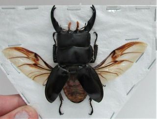 Uncommon Black Stag Beetle Dorcus Alcides Male Spread Fast From Usa