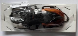 Odontolabis Wallastoni - Unmounted Beetle 66mm