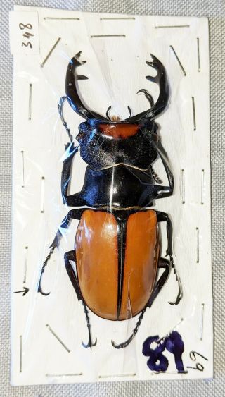 Beetle - Odontolabis Lacordairei Male 70mm,  -