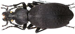 31.  Carabidae – Carabus (apotomopterus) Guangxicus Guangxicus.  Female