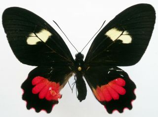 Parides Eurimedes Mylotes Female From Costa Rica