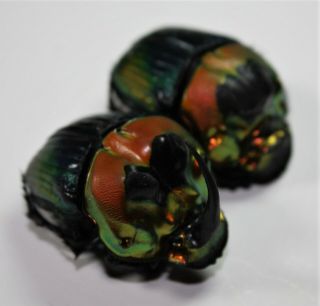 Scarabaeidae,  Sulcophanaeus Imperator Imperator Pair