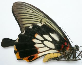Papilio Memnon Ssp.  Female From Yunnan,  China