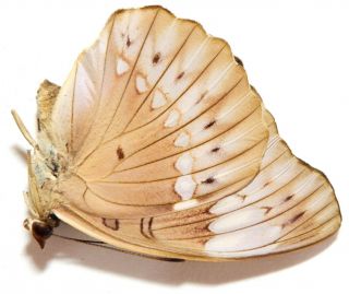 Bassarona Teuta Eson Female 40mm Al28 Nymphalidae Butterflies