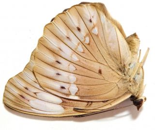 Bassarona teuta eson female 40mm AL28 Nymphalidae Butterflies 2