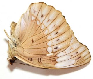 Bassarona teuta eson female 40mm AL28 Nymphalidae Butterflies 3