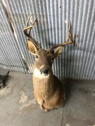 Vintage Whitetail Deer Head Mount Taxidermy Antler Buck Shoulder 8 Point