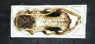 Cerambycidae Petrognatha Gigas 58mm A1 Female From Ivory Coast - Uncommon