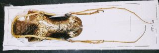 Cerambycidae Petrognatha Gigas 55mm A1 Male From Ivory Coast - Uncommon