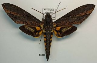 Sphingidae,  Neococytius Cluentius,  Male,  A1/a1 -,  Peru