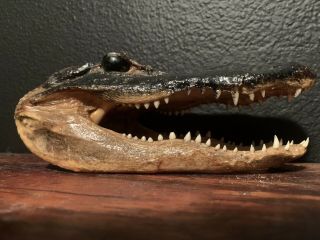 Real Alligator Head Skull Taxidermy Real Teeth Jaw Reptile Swamp Gator