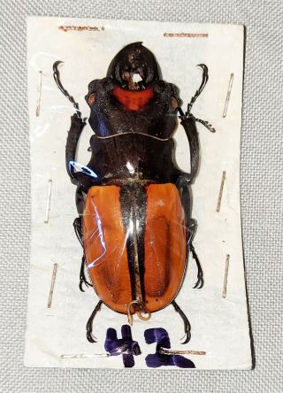 Beetle - Odontolabis Vollenhoveni Male 54mm,  - From Sabah