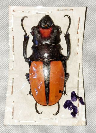 Beetle - Odontolabis Vollenhoveni Male 51mm,  - From Sabah
