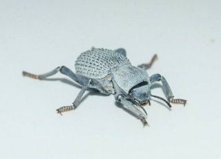 Blue Death Feigning Beetle Educational Desert Habitat A.  Verrucosus Imperfect