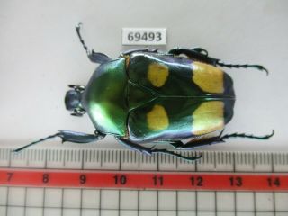 69493 Cetoniidae: Jumnos Ruckeri.  Vietnam.  Ha Giang