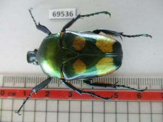 69536 Cetoniidae: Jumnos Ruckeri.  Vietnam.  Ha Giang