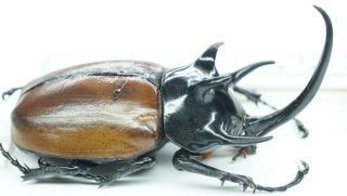 B37937 – Eupatorus Gracilicornis Species? Beetles Dak Nong Vietnam 90mm A -