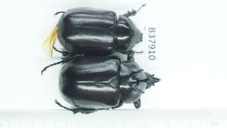 B37910 – Eupatorus Endoi Species? Beetles Dak Nong Vietnam