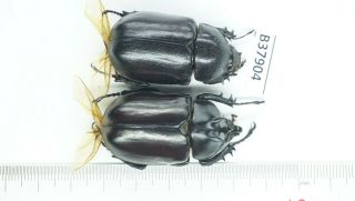 B37904 – Eupatorus Endoi Species? Beetles Dak Nong Vietnam