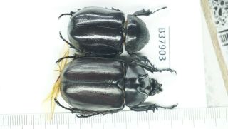 B37903 – Eupatorus Endoi Species? Beetles Dak Nong Vietnam
