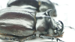 B37903 – Eupatorus endoi species? Beetles DAK NONG vietnam 2