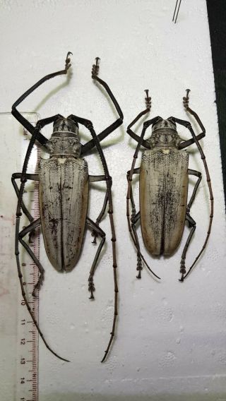 Beetles Batocera Hercules Pair Male 8,  5 Cm Papered
