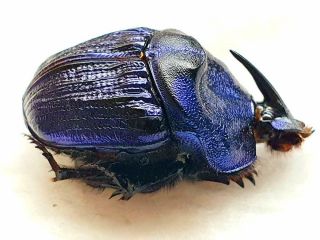 Megaphanaeus Lancifer Huge 34mm,  Scarabaeidae French Guiana