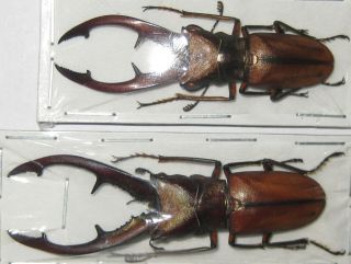 Lucanidae 2 Cyclommatus Tarandus A1 Big Male 58mm (indonesia)