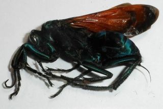 Hymemoptera,  Pepsis Limbata Female (big Wasp)