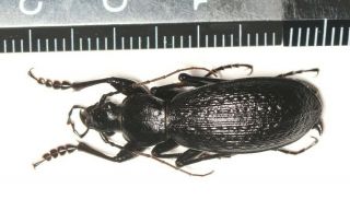Carabidae Carabus Apotomopterus Nw Yunnan (1)
