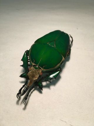 beetle scarab cetoniinae Mecynorrhina torquata HUGE male 83,  mm,  perfect A1 2