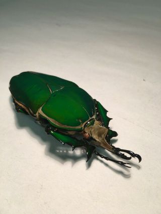 beetle scarab cetoniinae Mecynorrhina torquata HUGE male 83,  mm,  perfect A1 3