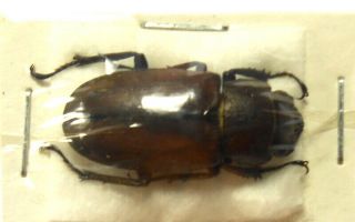 Beetles,  (fs37),  Lucanidae,  Cyclommatus Monguilloni,  Irian Jaya